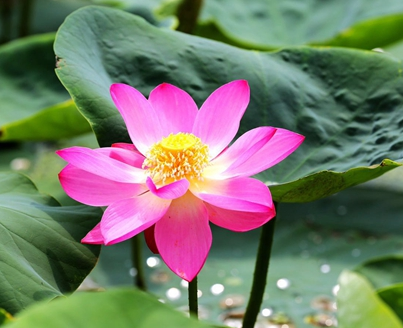 圓明園百年古蓮再開花之3D打印制造服務業的突破