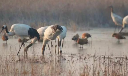 中國再添一處世界遺產之用3D打印制作候鳥手板模型